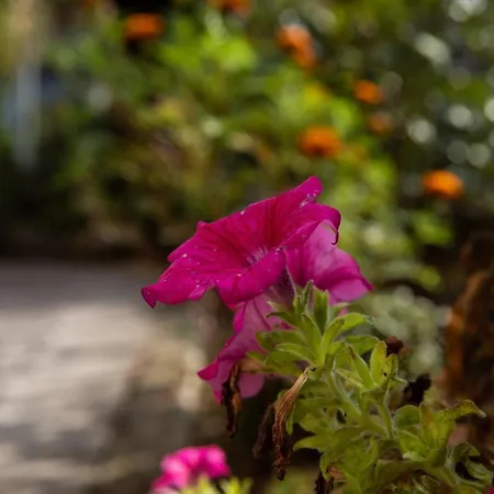 Bloom As Are Bolonia