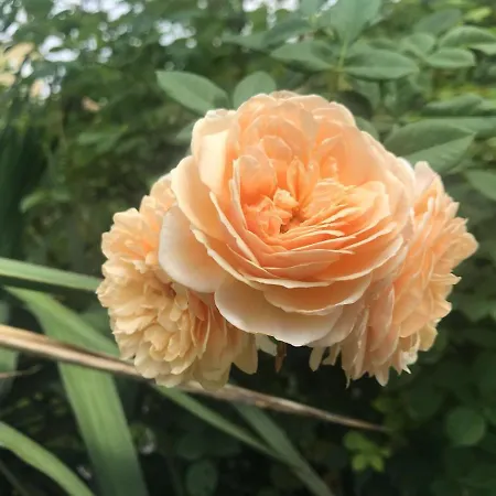 Bloom As Are B&B *