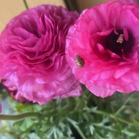 Bed & Breakfast Bloom As Are
