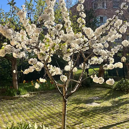 Bloom As Are * Bologna